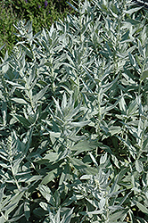 White Mugwort (Artemisia lactiflora) at Lakeshore Garden Centres