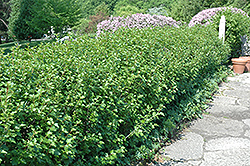 Green Mound Alpine Currant (Ribes alpinum 'Green Mound') at Lakeshore Garden Centres