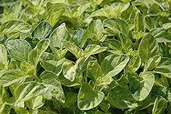 Jim's Best Oregano (Origanum vulgare 'Jim's Best') at Lakeshore Garden Centres