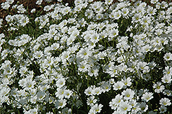 Snow-In-Summer (Cerastium tomentosum) at Peter Knippel Garden Centre