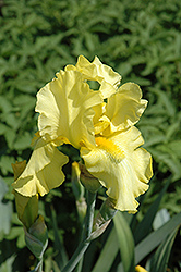 Corn Harvest Iris (Iris 'Corn Harvest') at Lakeshore Garden Centres