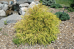 King's Gold Falsecypress (Chamaecyparis pisifera 'King's Gold') at Lakeshore Garden Centres