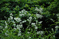 Lesser Knotweed (Persicaria campanulatum) at Lakeshore Garden Centres