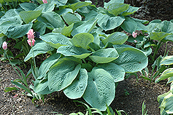 Elegans Hosta (Hosta sieboldiana 'Elegans') at Peter Knippel Garden Centre
