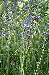 Blue Camassia (Camassia leichtlinii 'Coerulea') at Lakeshore Garden Centres