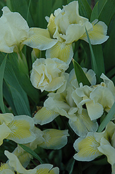 Cream Cake Iris (Iris 'Cream Cake') at Lakeshore Garden Centres