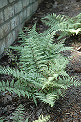 Ghost Fern (Athyrium 'Ghost') at The Mustard Seed