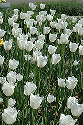 Swan Wings Tulip (Tulipa 'Swan Wings') at Lakeshore Garden Centres