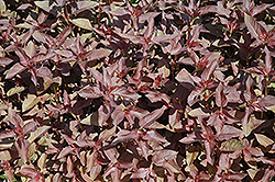Purpleleaf Loosestrife (Lysimachia ciliata 'Purpurea') at Lakeshore Garden Centres