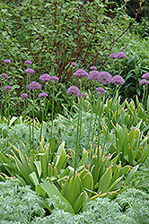 Purple Sensation Ornamental Onion (Allium 'Purple Sensation') at A Very Successful Garden Center