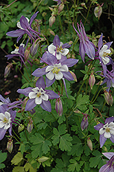 McKana Blue Columbine (Aquilegia 'McKana Blue') at Lakeshore Garden Centres