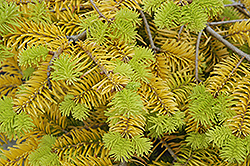 Golden Spreader Nordmann Fir (Abies nordmanniana 'Golden Spreader') at Lakeshore Garden Centres