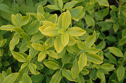 Sheridan Gold Wintercreeper (Euonymus fortunei 'Sheridan Gold') at Lakeshore Garden Centres