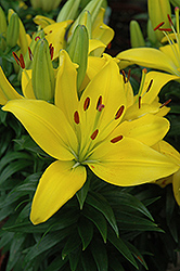 Petite Brigitte Lily (Lilium 'Petite Brigitte') at Lakeshore Garden Centres