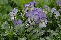 Coconut Swirl Sorbet Pansy (Viola 'Coconut Swirl Sorbet') at Lakeshore Garden Centres