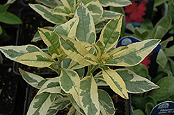 Geisha Gooseneck Loosestrife (Lysimachia clethroides 'Geisha') at Lakeshore Garden Centres