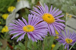 Goliath Alpine Aster (Aster alpinus 'Goliath') at Lakeshore Garden Centres