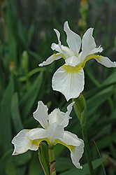 Snow Queen Siberian Iris (Iris sibirica 'Snow Queen') at The Mustard Seed