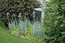 Variegated Sweet Iris (Iris pallida 'Variegata') at A Very Successful Garden Center