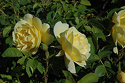 Topaz Jewel Rose (Rosa 'Topaz Jewel') at Golden Acre Home & Garden