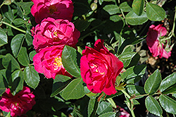 John Cabot Rose (Rosa 'John Cabot') at Green Thumb Garden Centre