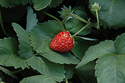Fort Laramie Strawberry (Fragaria 'Fort Laramie') at Lakeshore Garden Centres