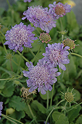 Blue Diamonds Pincushion Flower (Scabiosa 'Blue Diamonds') at Lakeshore Garden Centres