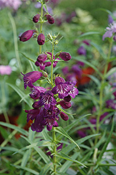 Pike's Peak Purple Beard Tongue (Penstemon x mexicali 'Pike's Peak Purple') at Lakeshore Garden Centres