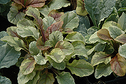 Golden Glow Bugleweed (Ajuga reptans 'Golden Glow') at Lakeshore Garden Centres
