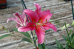 Acapulco Lily (Lilium 'Acapulco') at Lakeshore Garden Centres
