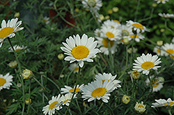 Sauce Hollandaise Marguerite Daisy (Anthemis tinctoria 'Sauce Hollandaise') at Lakeshore Garden Centres