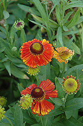 Sahin's Early Flowerer Sneezeweed (Helenium 'Sahin's Early Flowerer') at Lakeshore Garden Centres