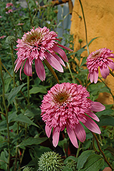 Razzmatazz Coneflower (Echinacea purpurea 'Razzmatazz') at Lakeshore Garden Centres