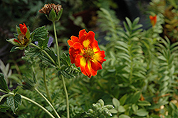 William Rollison Cinquefoil (Potentilla 'William Rollison') at Lakeshore Garden Centres