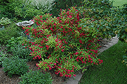 Red Prince Weigela (Weigela florida 'Red Prince') at The Mustard Seed