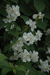 Sweet Mockorange (Philadelphus coronarius) at Lakeshore Garden Centres
