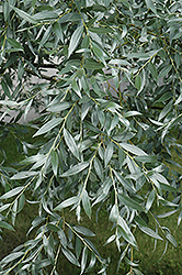 Silver Willow (Salix alba 'Sericea') at Lakeshore Garden Centres