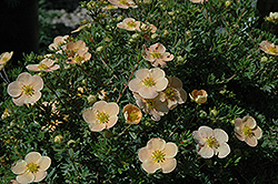 Day Dawn Potentilla (Potentilla fruticosa 'Day Dawn') at Lakeshore Garden Centres