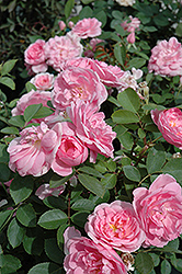 Simon Fraser Rose (Rosa 'Simon Fraser') at Lakeshore Garden Centres