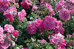 Louis Jolliet Rose (Rosa 'Louis Jolliet') at Lakeshore Garden Centres