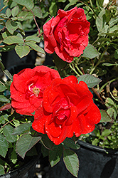 Morden Fireglow Rose (Rosa 'Morden Fireglow') at Golden Acre Home & Garden