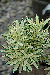Briggs Moonlight Daphne (Daphne x burkwoodii 'Briggs Moonlight') at Lakeshore Garden Centres