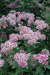 Daphne Spirea (Spiraea japonica 'var. alpina') at Lakeshore Garden Centres