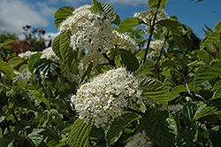 Cardinal Candy Viburnum (Viburnum dilatatum 'Henneke') at Lakeshore Garden Centres