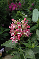 Navigator Mix Beard Tongue (Penstemon 'Navigator Mix') at Lakeshore Garden Centres