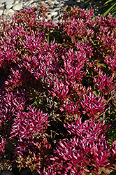 Dragon's Blood Stonecrop (Sedum spurium) at Peter Knippel Garden Centre