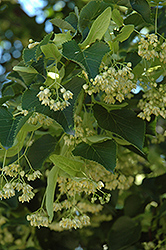 June Bride Linden (Tilia cordata 'June Bride') at Lakeshore Garden Centres