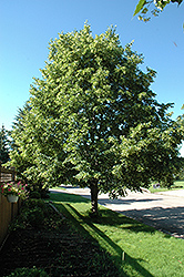 June Bride Linden (Tilia cordata 'June Bride') at Lakeshore Garden Centres