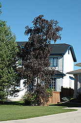 Royal Frost Birch (Betula 'Royal Frost') at Lakeshore Garden Centres