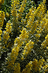Golden Alexander Loosestrife (Lysimachia punctata 'Golden Alexander') at Golden Acre Home & Garden